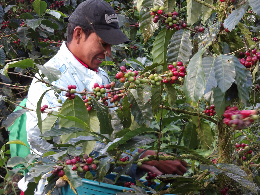 Santa Martha Cafe coffee